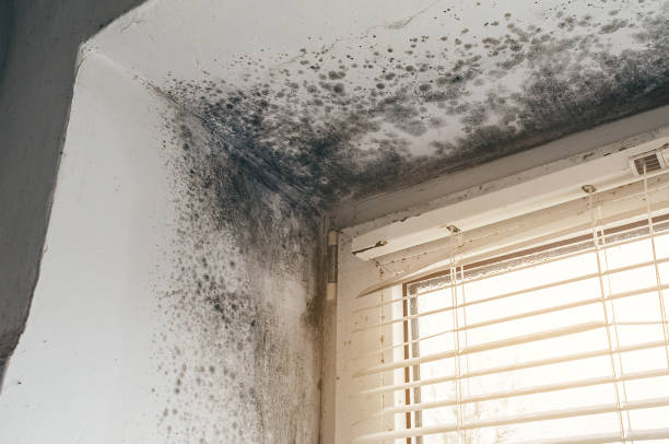 Affordable Mold Cleanup solutions in Roaring Spring, PA